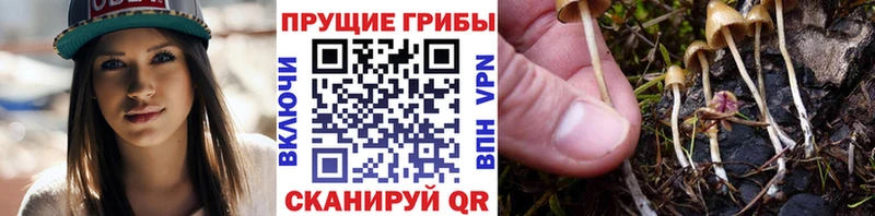 закладка  Мурманск  сайты даркнета клад  Галлюциногенные грибы Cubensis 